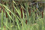 Broadleaf Cattail <i>Typha latifolia</i>